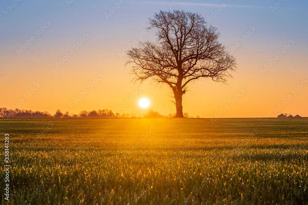 Obraz premium Warm sunrise over open agriculture field with large sun and tree silhouette