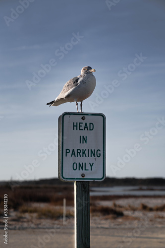seagull on sign