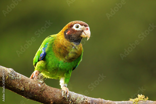 Brown-hooded parrot (Pyrilia haematotis) photo