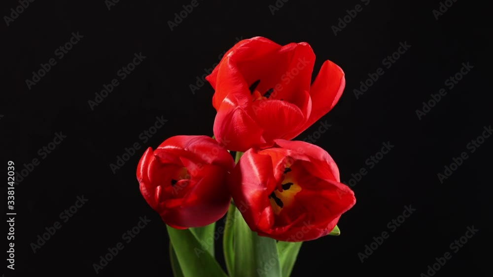 Tulips. Timelapse of bright red striped colorful tulips flower blooming on black background.Holiday bouquet. 4K video Tulips. Timelapse of bright red striped colorful tulips flower blooming on black background.Holiday bouquet. 4K video