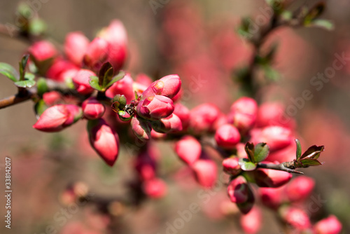 splendidi fiori con un colore rosa intenso in primavera photo