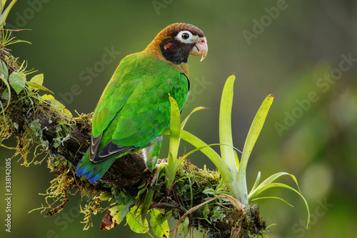 Photography Brown-hooded parrot (Pyrilia haematotis)
