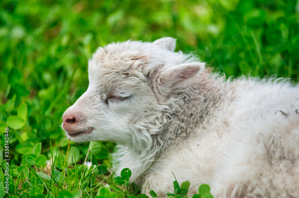 white lamb with closed eyes is sleeping on a green meadow in the sunshine white lamb with closed eyes is sleeping on a green meadow in the sunshine