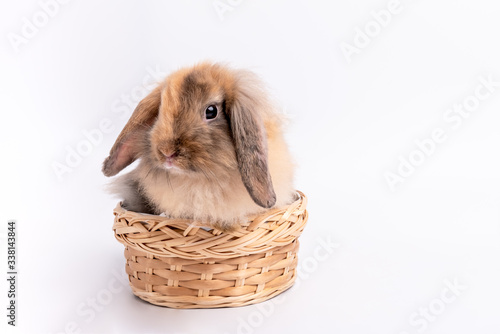 Portrait images of Furry brown rabbit, long ears and cute shubby round body Sitting in a wicker basket On white isolated background, to animal and pet concept. photo