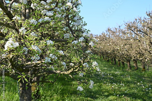Rebe, frühling, spring, blühten, schweiz, Rebstock, weiss, blumen