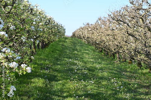 Rebe, frühling, spring, blühten, schweiz, Rebstock, weiss, blumen