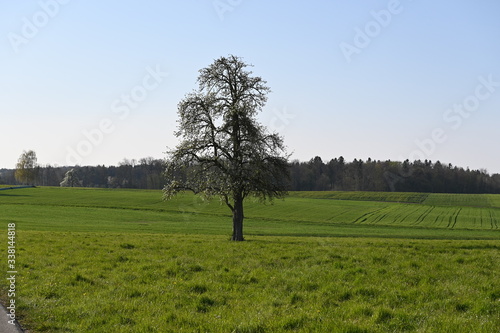 Baum, alleine, schweiz, frühling, spring, wiese, grün, Feld