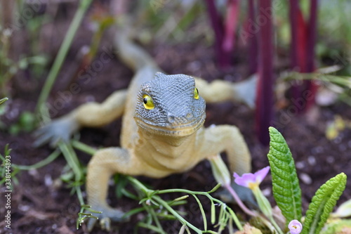 Eidechse, Reptil, tier
