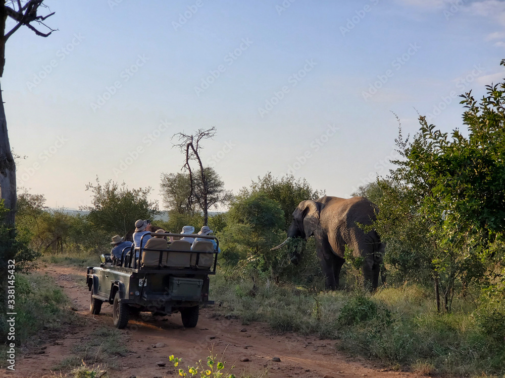 Fototapeta Jeep Safari with Elephant Karongwe Reserve South Africa