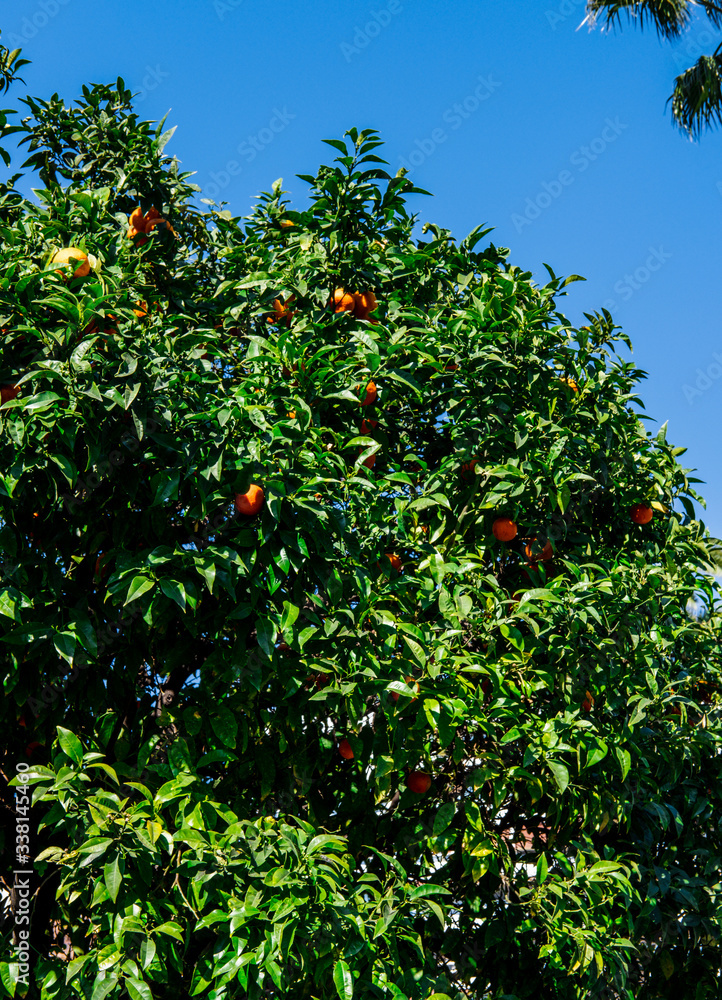 orange fruit tree