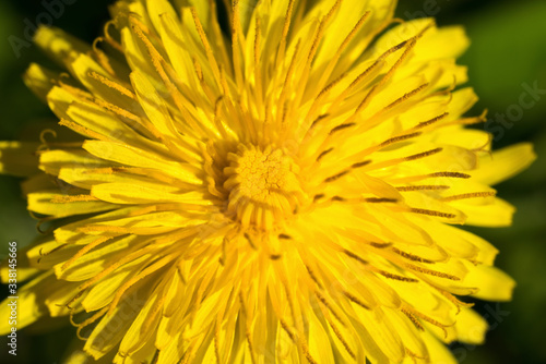 fiori gialli chiamati dente di leone  © giovanni