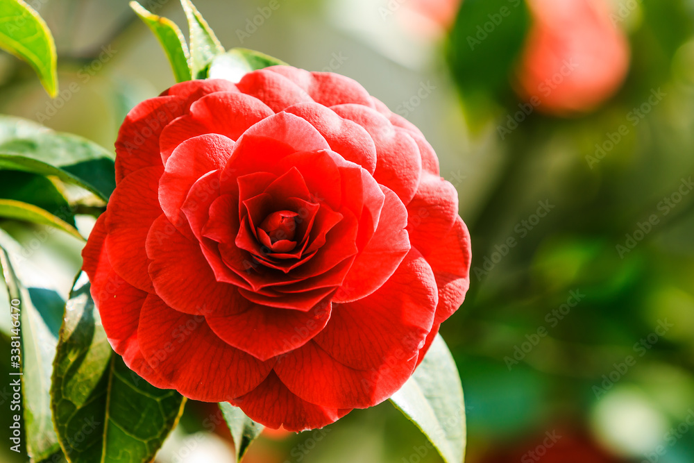 Obraz premium Red rose flower in sunshine. Detail shot of an open flower in a wild garden. Single flower on a shrub with green leaves in spring.
