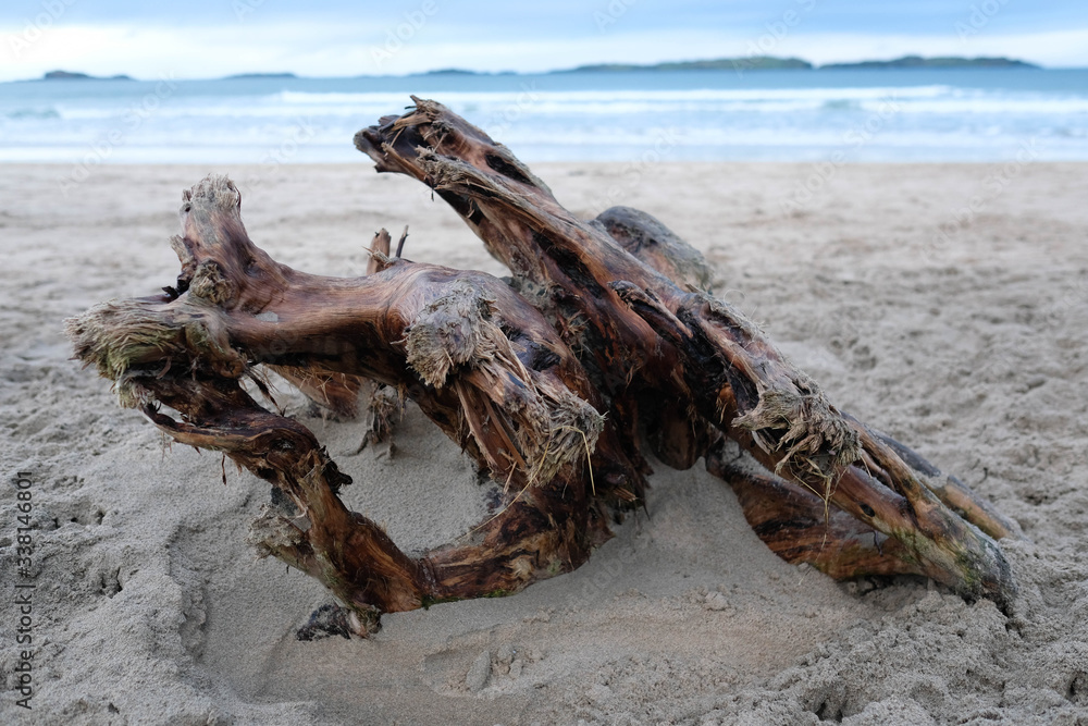 A tree trunk washed up on the beach