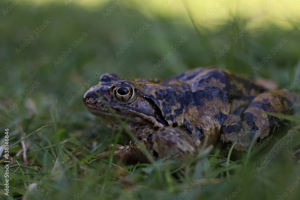 frog on the grassy ground