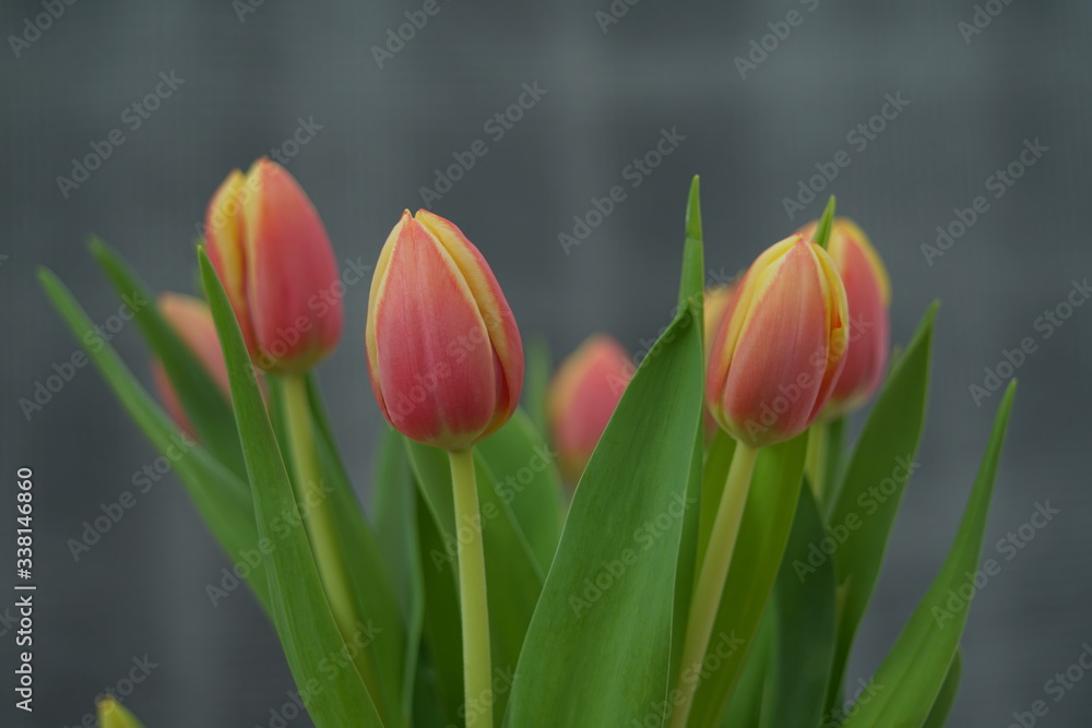 Fototapeta premium Geschlossene Tulpen in einer Vase