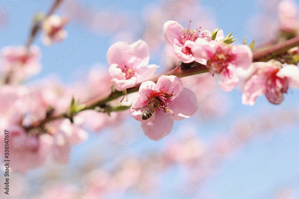 Obraz premium bee on pink blossom