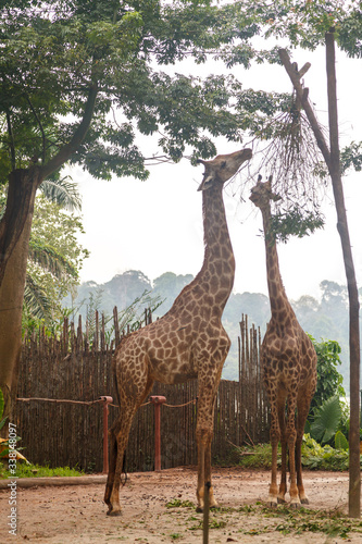 Giraffes at the Singapore zoo