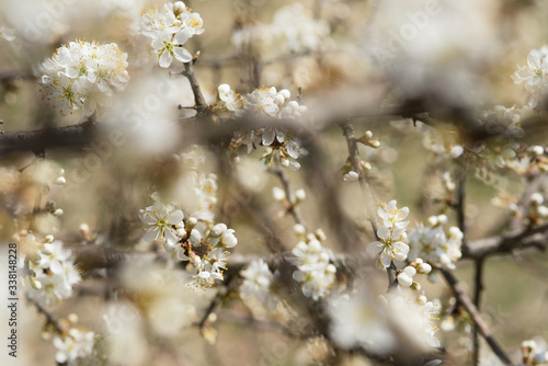 piccoli fiori bianchi di susino in primavera