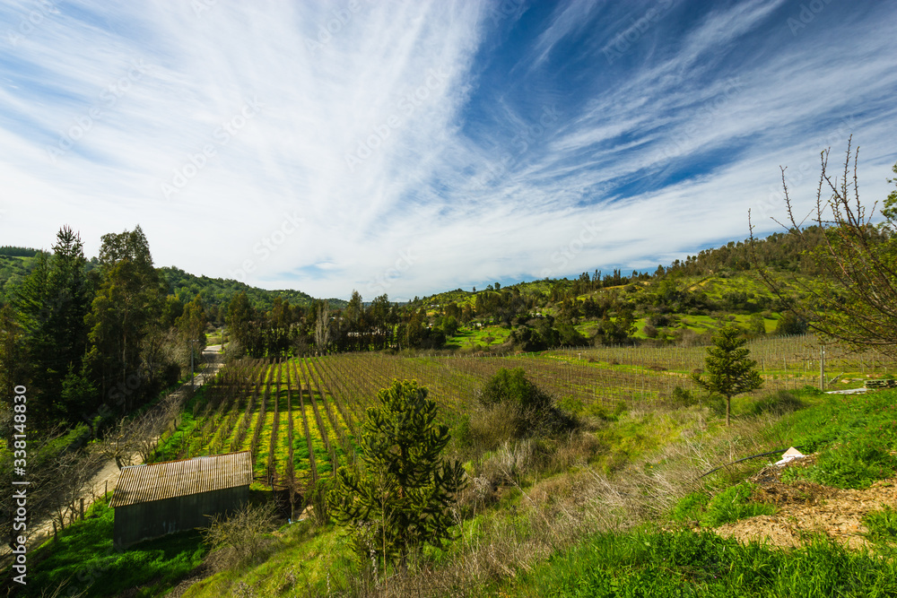 View of a vineyard