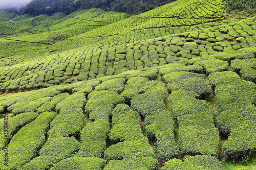 Kolukkumalai Tea plantations in a foggy day in Munnar, Kerala, India © estivillml