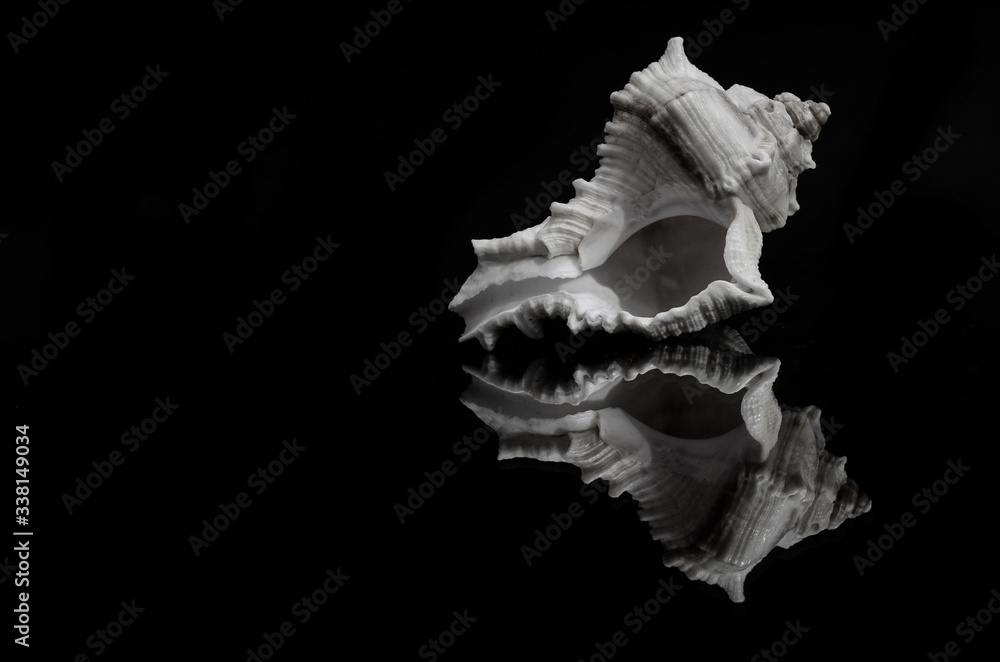 Seashell in dark background close up image with details Seashell in dark background close up image with details