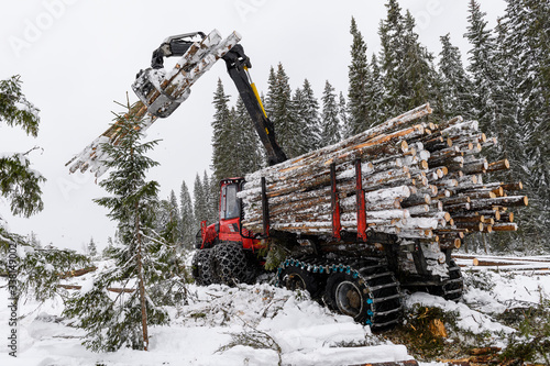 Sustaineable timber harvesting in Norway during wintertime photo