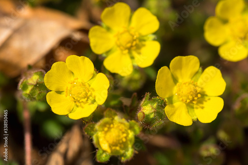 un bel gruppetto di fiori gialli