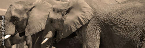 Photography African elephants are elephants of the genus Loxodonta