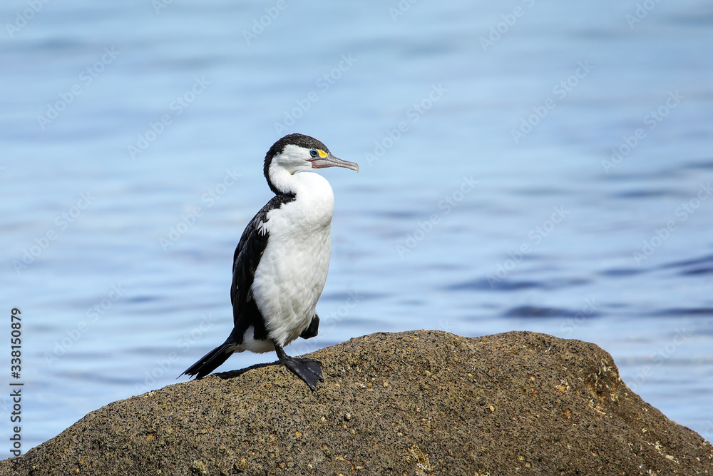 Naklejka premium Little pied cormorant (Microcarbo melanoleucos) sitting on a rock