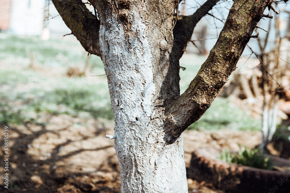 Fototapeta premium The crown of the tree,white-washed white protective paint