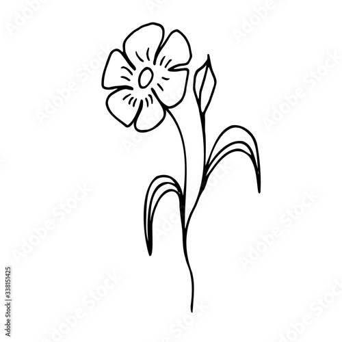 Illustration of meadow flowers and herbs. Vector. Doodle black lines on a white background.