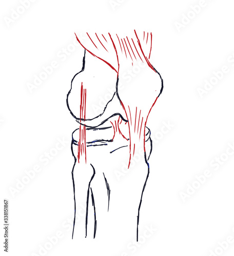 Drawing of the structure of the knee joint. The structure of the connection of muscles, bones, patella, ligaments and menisci photo