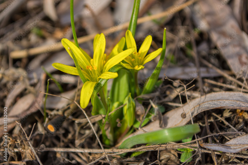 Field Gagea flowers (or Goose onion, or Bird's bow). Spring flowers in the forest. Selective focus, fine DOF (depth of field). Field Gagea flowers (or Goose onion, or Bird's bow). Spring flowers in the forest. Selective focus, fine DOF (depth of field).