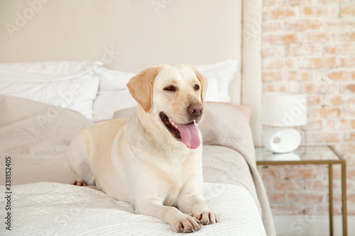 Yellow labrador, retriever lying on the bed. Dog breed Labrador lies on a bed in the room. The dog lives in the house. Morning, dog.