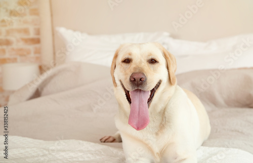 Yellow labrador, retriever lying on the bed. Dog breed Labrador lies on a bed in the room. The dog lives in the house. Morning, dog. © A Stock Studio
