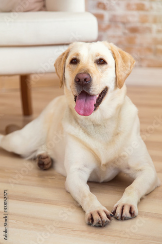 Happy dog. Yellow labrador retriever lying on the floor in the room. Dog labrador. Dog lives in the house.