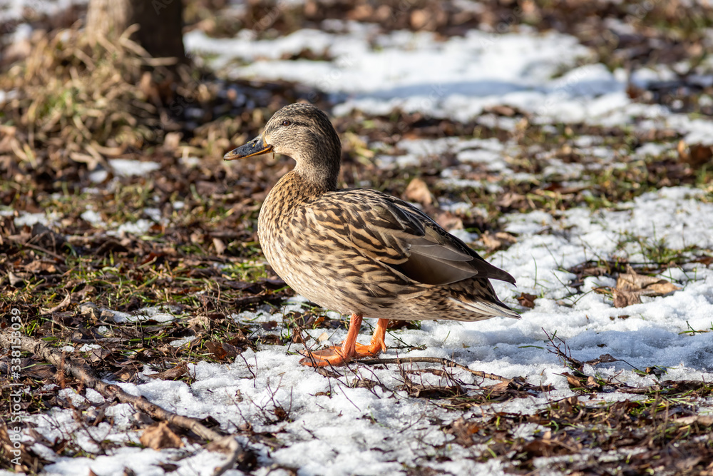 The female mallard duck on the ground The female mallard duck on the ground