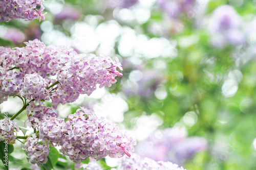 Natural border with Lilac branch on a green background with soft focus. Atmospheric image, muted dark green tones. Botanical template with purple flowers