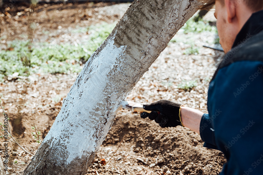 Man covering the tree with white paint to protect against rodents, spring garden work, whitewashed trees. Man covering the tree with white paint to protect against rodents, spring garden work, whitewashed trees.