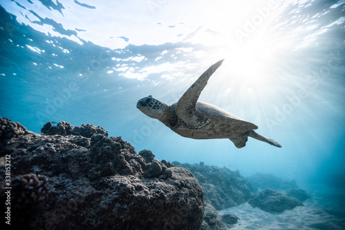 Green sea turtle swimming undersea photo