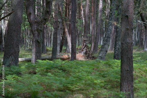 Fototapeta Naklejka Na Ścianę i Meble -  Lato w lesie