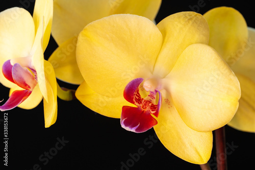 Still life with beautiful orchid flowers on black background close up