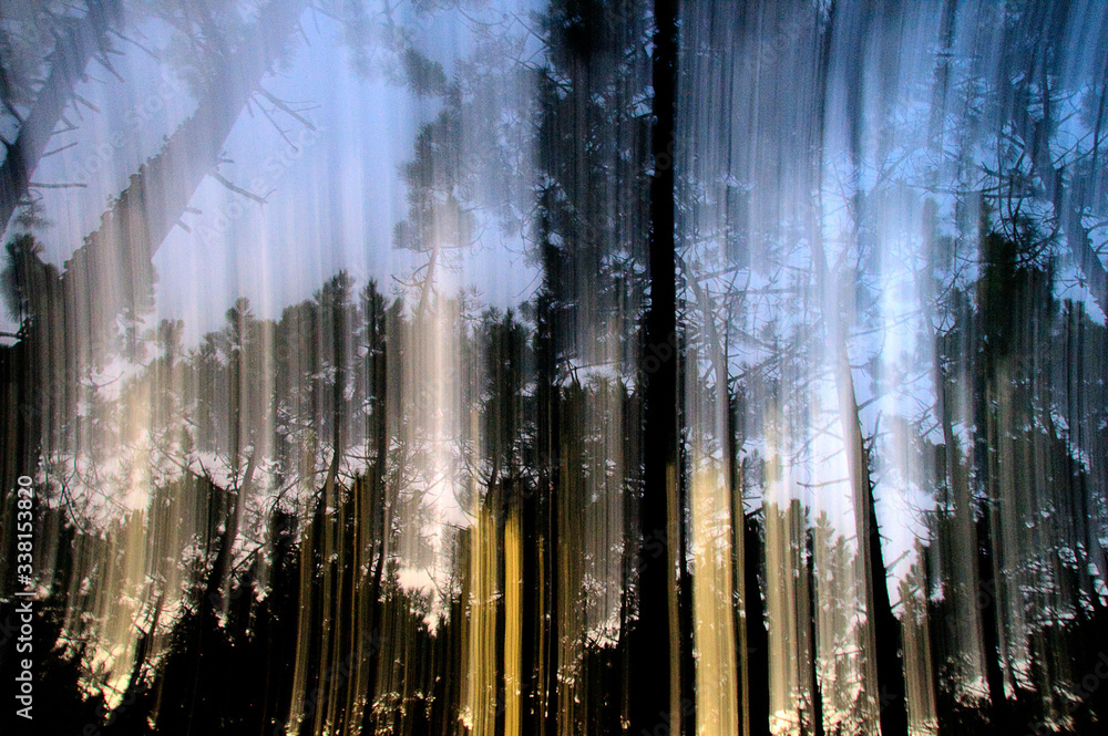 Low Angle View Of Bamboo Trees In Forest