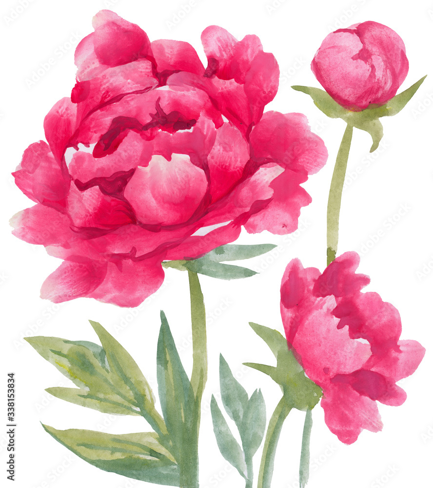 A large red peony and Bud is drawn in watercolor, an isolated flower on a white background. Realistic image is suitable for a holiday card, fabric design, clothing A large red peony and Bud is drawn in watercolor, an isolated flower on a white background. Realistic image is suitable for a holiday card, fabric design, clothing