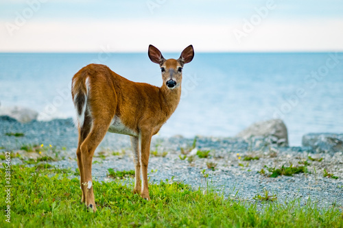 Deer on Green Grass by the Seaside Looking at the Camera