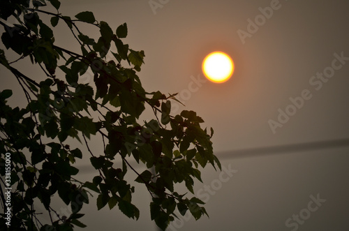 Glowing Yellow Sun with Tree Branches in a Hazy Sky