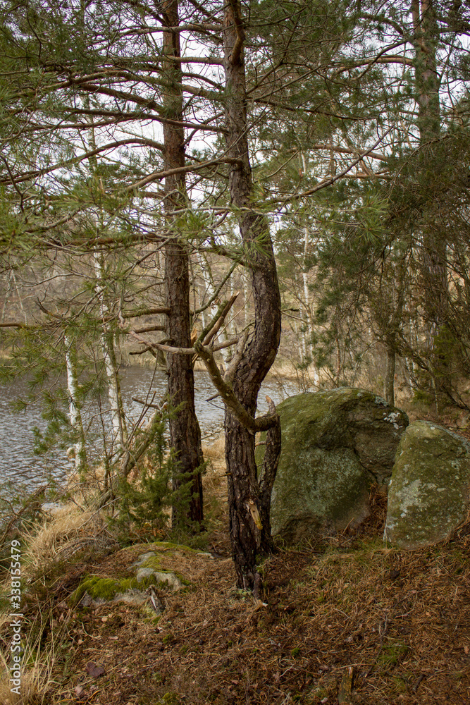 Fototapeta premium pine trees on the background of the pond