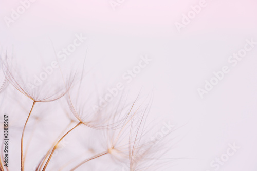 Close up macro image of dandelion seed heads with detailed lace-like patterns