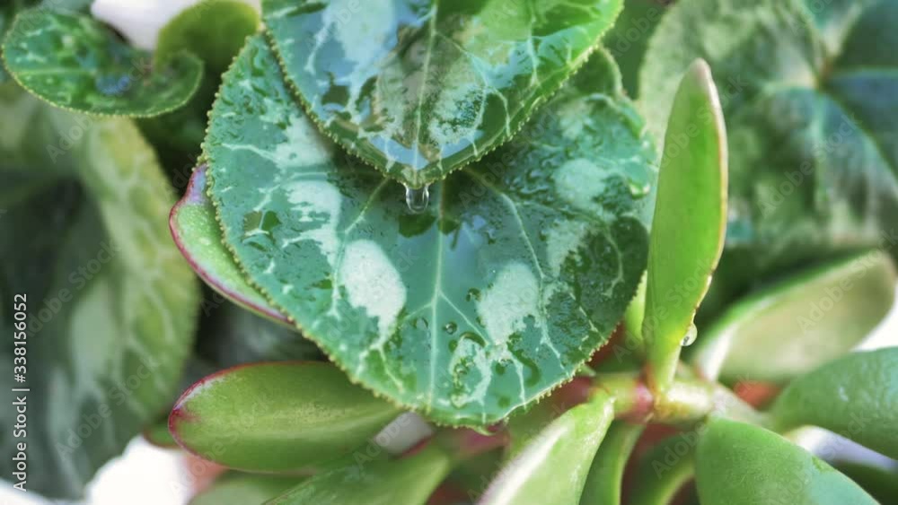 Gotas de lluvia deslizándose sobre hojas verdes en cascada en cámara lenta y vista de cerca
