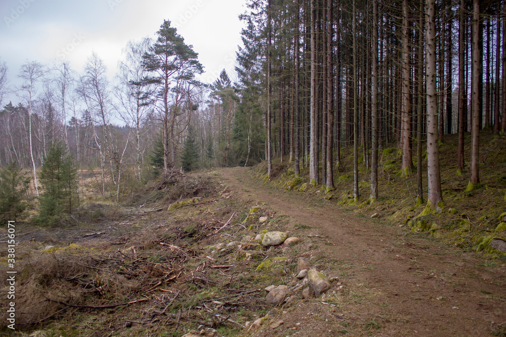 mysterious scandinavian forest in the early morning mysterious scandinavian forest in the early morning